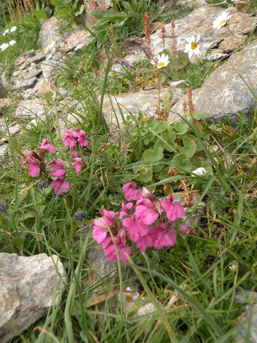 Pedicularis gyroflexa? - no, Pedicularis kerneri